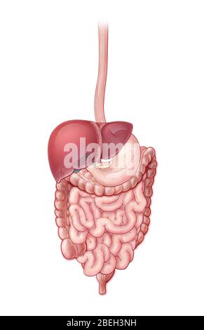 Digestive System, Illustration Stock Photo