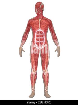 Female anatomy hi-res stock photography and images - Alamy