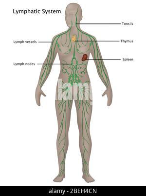 lymphatic system of female body anatomy in x-ray form Stock Photo - Alamy