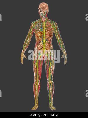 All Body Systems in Female Anatomy Stock Photo
