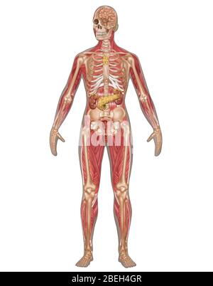 Endocrine, Skeletal & Muscular Systems, Female Stock Photo