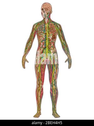 5 Body Systems in Female Anatomy Stock Photo