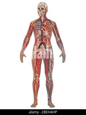 Circulatory, Skeletal & Muscular Systems, Female Stock Photo