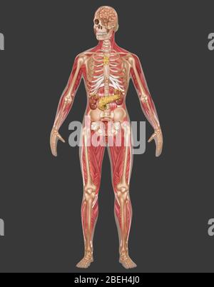 Endocrine, Skeletal & Muscular Systems, Female Stock Photo