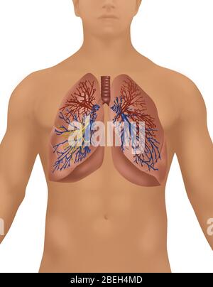 Lungs in Male Figure Stock Photo