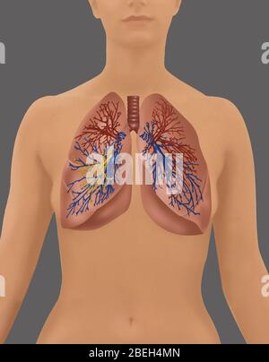 Lungs in Female Figure Stock Photo