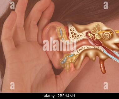 Ear Anatomy, How Humans Hear Stock Photo