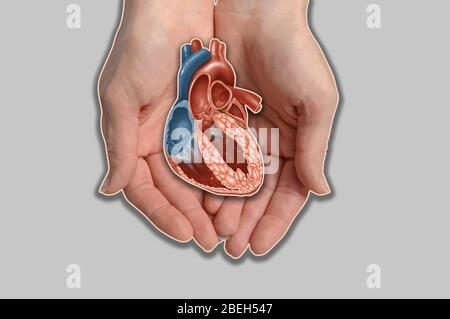 Hands Holding Heart, Illustration Stock Photo