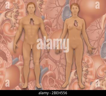 Heart Placement in Human Anatomy, Illustration Stock Photo