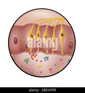 Sense of Smell, Illustration Stock Photo