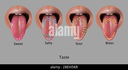 Illustration of regions of the tongue associated with certain taste ...