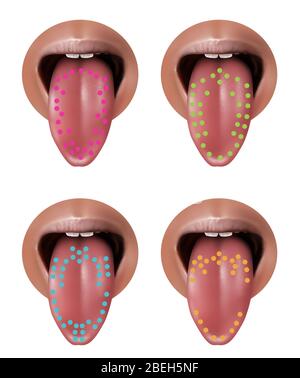 Illustration of regions of the tongue associated with certain taste ...