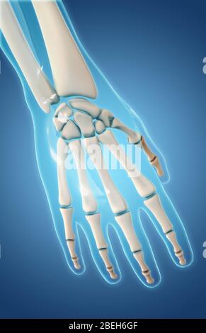 Bones of the Hand, Dorsal View Stock Photo