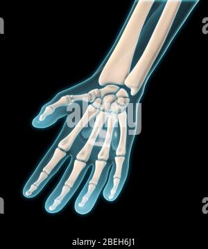 A palmar view of the bones of the right hand. Stock Photo