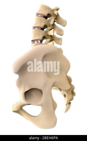 Bones of the Hip, Lateral View Stock Photo