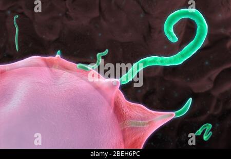 Budding Ebola Virus, Illustration Stock Photo