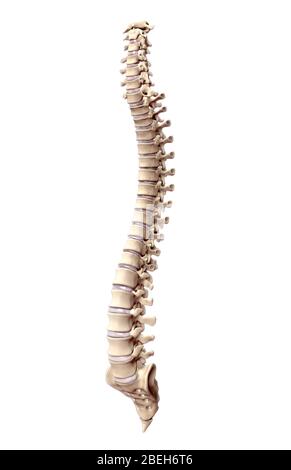 An illustration of the human spine depicting the cervical, thoracic, lumbar, and sacral vertebrae. Stock Photo