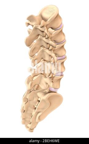 Lumbar Vertebrae and Sacrum, Illustration Stock Photo