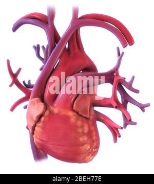 An illustration of the heart seen through the lungs from an anterior view. Stock Photo