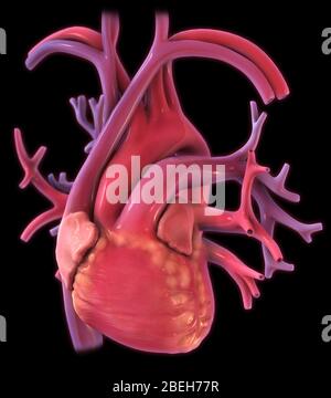 Heart and Lungs, illustration Stock Photo