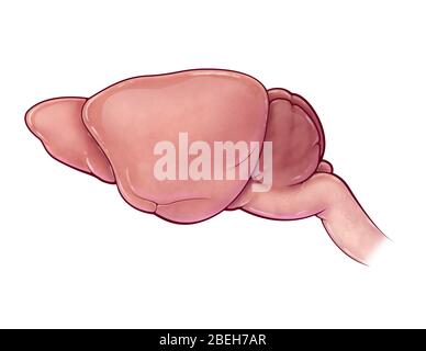 Mouse Brain, illustration Stock Photo