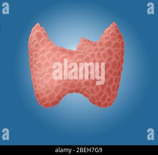 Anatomical illustration of the thyroid gland. Stock Photo