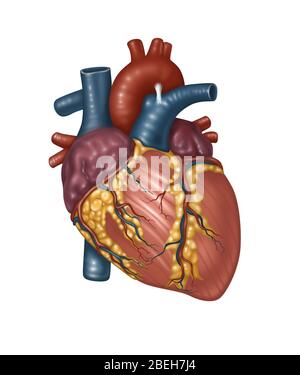 Healthy Heart Anatomy, Illustration Stock Photo