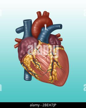 Healthy Heart Anatomy, Illustration Stock Photo