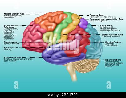 Illustration of the brain labeled with the functions of each area Stock ...