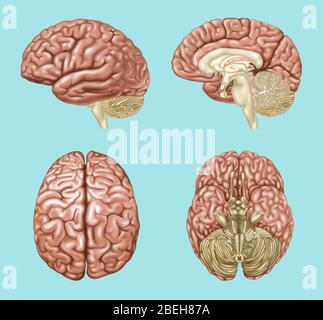 Lateral view of a normal brain Stock Photo - Alamy