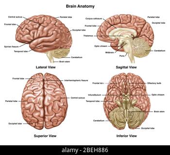 hippocampus anatomy diaram