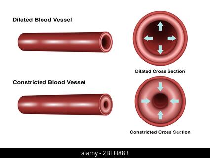 Blood Vessel Constriction and Dilation Stock Photo - Alamy