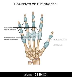 Finger Ligaments, Illustration Stock Photo - Alamy