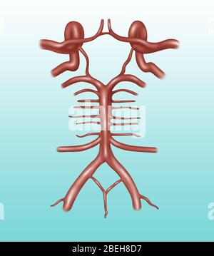 Illustration of the circle of Willis, a circle of arteries that supply ...