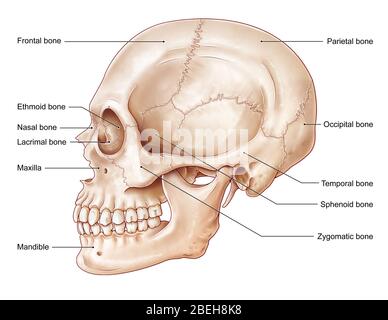 Illustration of the Temporal bone of the cranium. This is a lateral ...