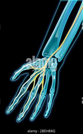 Median Nerve, Illustration Stock Photo