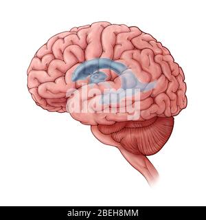 Lateral Ventricles, Illustration Stock Photo