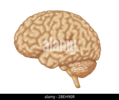 Human Brain, Illustration Stock Photo