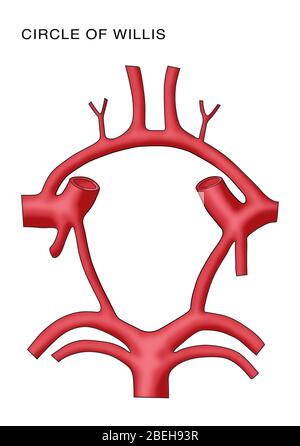 Circle Of Willis, Illustration Stock Photo - Alamy