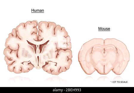 Human and Mouse Brain Comparison Stock Photo