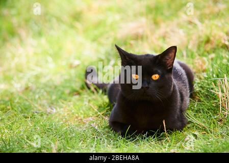 Black Cat Across Green Lawn on Hunt Stock Photo
