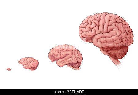 Brain Size Comparison Stock Photo