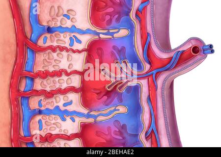 Anatomy Of The Placenta Stock Photo - Alamy