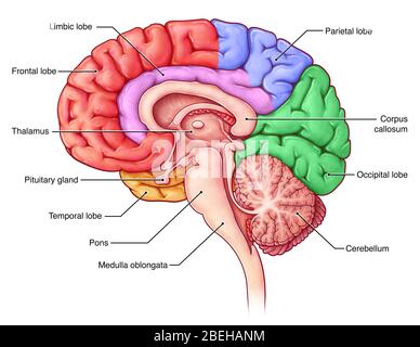 sagittal section of the brain