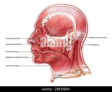 zygomatic muscle