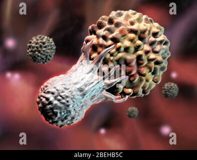 T-lymphocyte attacking a cancer cell, illustration Stock Photo