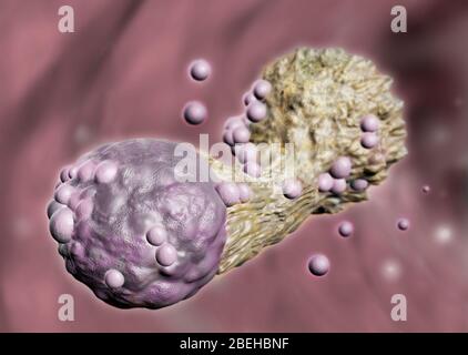 Cytotoxic T Cell Attacking Cancer, Illustration Stock Photo