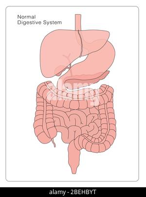 Labeled Medical Illustration Of The Human Digestive System Stock Photo Labeled Medical Illustration Of The Human Digestive System Stock Photo