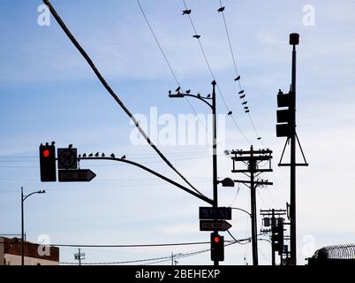 Birds on power lines Los Angeles, California, USA Stock Photo