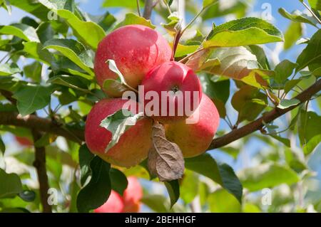 Close up of ripe royal gala apples on a branch with green leaves. Sunlit banch of apples with water drops hanging on tree in a fruit garden on sunny d Stock Photo